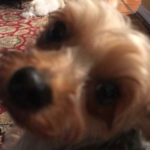 Meet your Posher, Debi